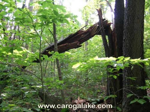 Kane Mountain Fire Tower Trail 06