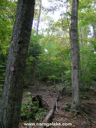 Kane Mountain Fire Tower Trail 08