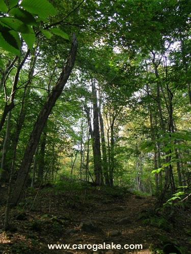 Kane Mountain Fire Tower Trail 09