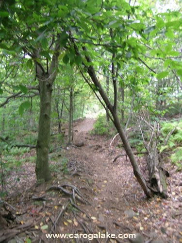 Kane Mountain Fire Tower Trail 11