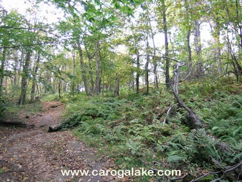 Kane Mountain Fire Tower Trail 12